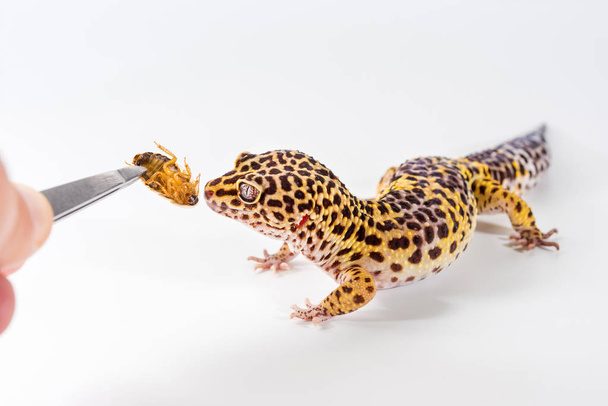 Lindo geco de leopardo (Eublepharis Macularius) come cucaracha sobre un fondo blanco
. - Foto, Imagen