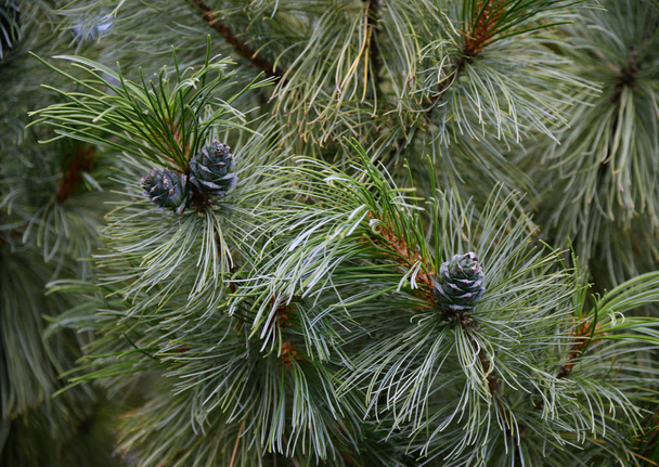 cones de cedro jovens na madeira, cone coberto com resina na floresta. Cones crescendo em um ramo de uma árvore de cedro, Cedrus libani, Banner
 - Foto, Imagem
