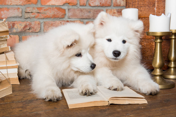 Dva bílí Chlupaté Samoti štěňátka s knihou - Fotografie, Obrázek