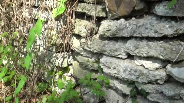 Old stonework in the forest. Forester's house. The ruins of ancient buildings, overgrown with vegetation - Felvétel, videó
