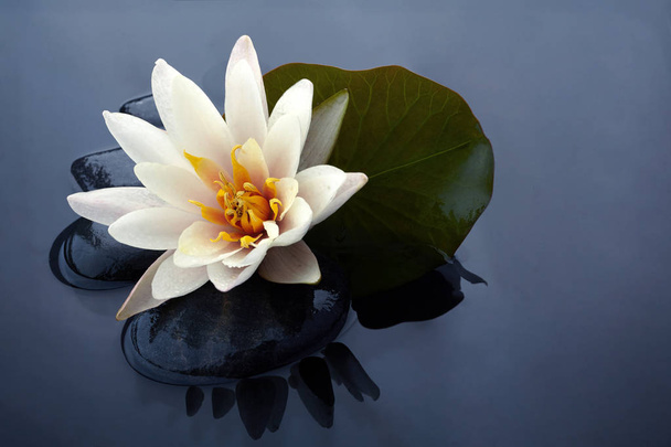Спа-натюрморт с водяной лилией и камнем дзен в спокойном бассейне
 - Фото, изображение