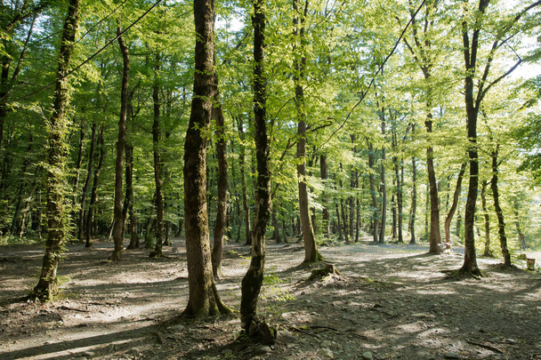 Soderasen kansallispuisto Azerbaidzanissa Ismayilli. kaunis vihreä metsä keväällä. Metsässä on vihreitä ohuita puita. Yksi vanha sammalta peitetty pyökki puu joukossa useita nuorempia pyökki metsässä
. - Valokuva, kuva