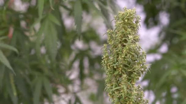 Groene bladeren van cannabis marihuana plant. Groene bladeren van een cannabis marihuana plant. - Video