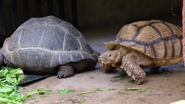 Galapagos tortoise. Big turtle. The concept of animals in the zoo. - Footage, Video