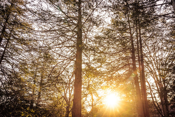 木と太陽の光と森の美しい風景 - 写真・画像