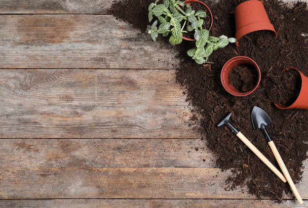 Flat lay composition with soil and gardening tools on wooden background, space for text - 写真・画像