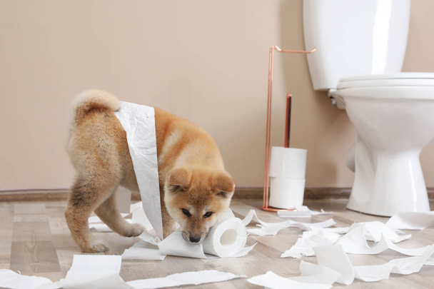Adorable Akita Inu puppy playing with toilet paper at home - Zdjęcie, obraz