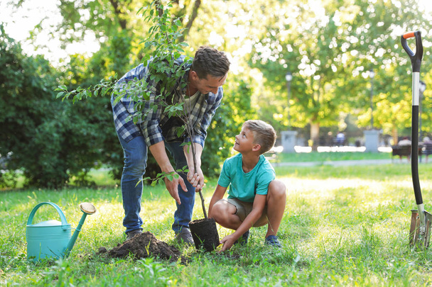 Dad and son planting tree in park on sunny day - Фото, зображення