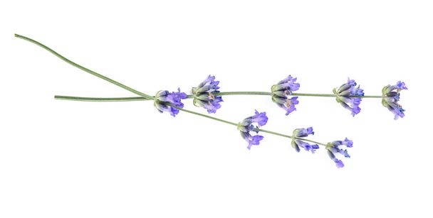 Beautiful tender lavender flowers on white background, top view - Valokuva, kuva