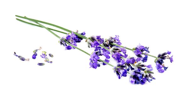 Beautiful tender lavender flowers on white background - Fotografie, Obrázek