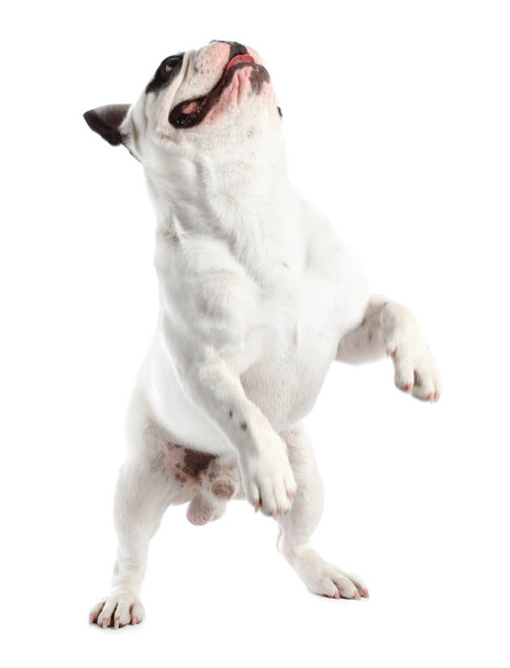 French bulldog on white background. Adorable pet - Foto, Imagen