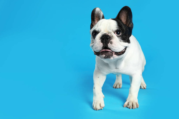 French bulldog on blue background. Space for text - Foto, Imagen