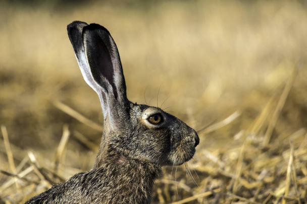 Conejo. (Lepus europaeus
) - Foto, imagen