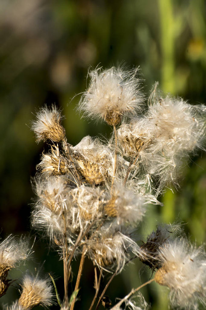  Canada thistle (Cirsium arvense) - Fotografie, Obrázek