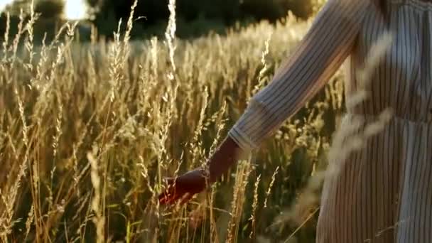 Vrouw die gras aanraakt op zonsondergang - Video