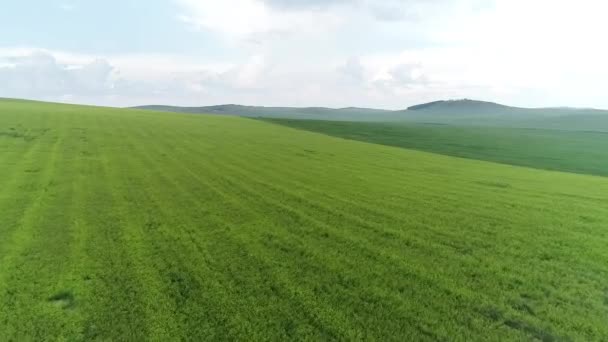 Zöld mező Réti nyár mezőgazdaság Oroszország búza - Felvétel, videó