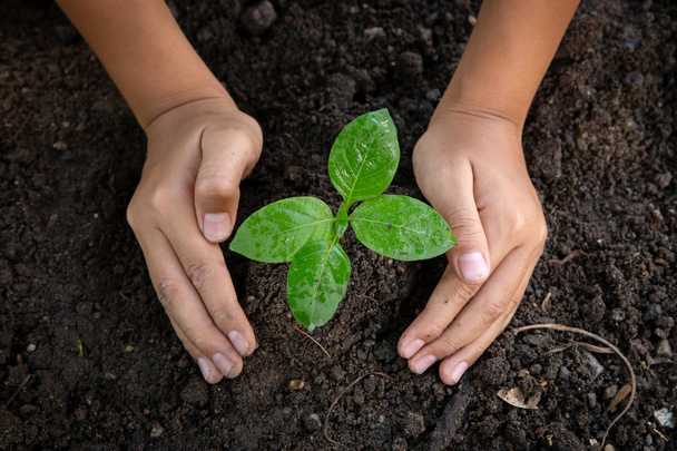 Child hands planting and caring young tree on black soil as save - Фото, зображення