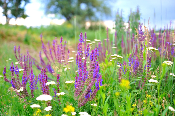 Purple sage flowers in the meadow . - Fotó, kép