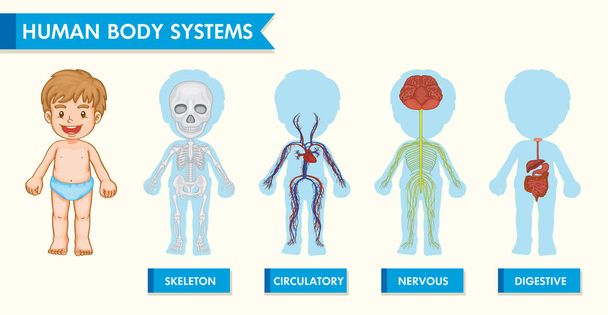 Ilustração médica científica dos sistemas do corpo humano em crianças
 - Vetor, Imagem