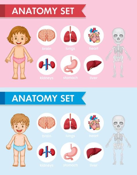Scientific medical illustration of human antomy parts - Vector, Image