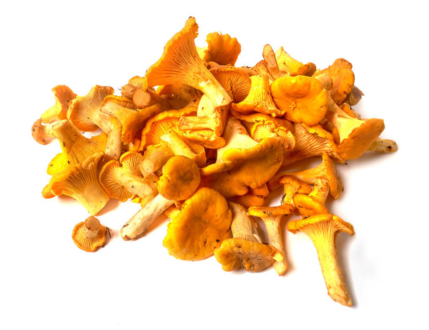 Heap of fresh organic chanterelle mushrooms Cantharellus cibarius, - Photo, Image