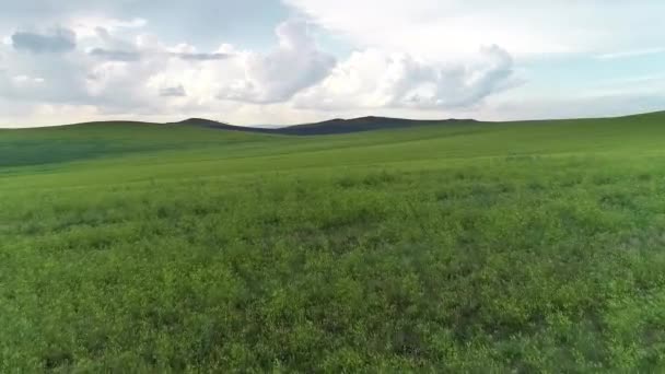 zelená polní louka léto zemědělství Ruská pšenice - Záběry, video