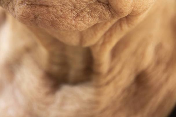 Морщинистый подбородок пожилой женщины, крупный план и макроснимок, выборочная фокусировка, часть тела, концепция здравоохранения
 - Фото, изображение