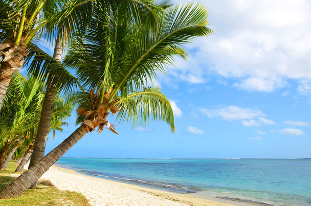 Mauritius adasının tropikal kumlu sahilinde hindistan cevizi palmiyeleri. Hint Okyanusu. - Fotoğraf, Görsel