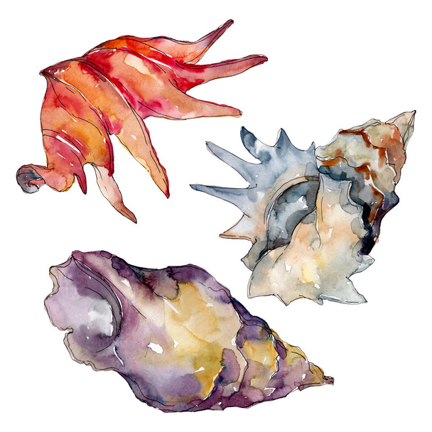 Summer beach seashell tropical elements. Watercolor background illustration set. Isolated shell illustration. - 写真・画像