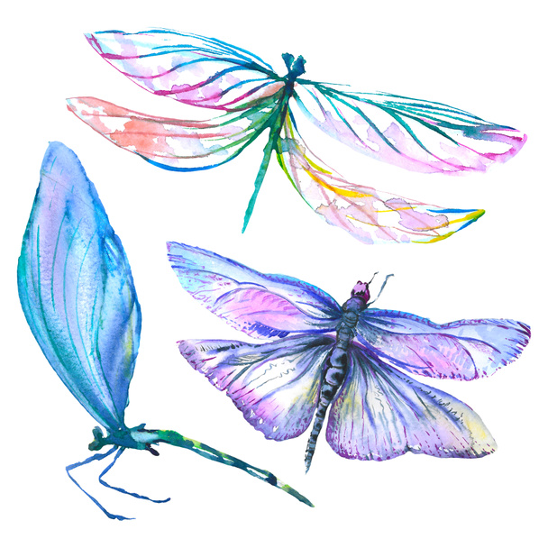 exotische Libelle wildes Insekt. Aquarell Hintergrundillustration Set. isolierte Libelle Illustrationselement. - Foto, Bild