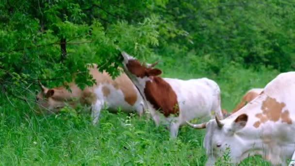 Cows of different colors graze on their own in the meadow and eat grass and leaves from the trees. Selective focus. Dragonfly sits motionless on a blade of grass. Cattle, forest, and insects. Livestock development. - Footage, Video