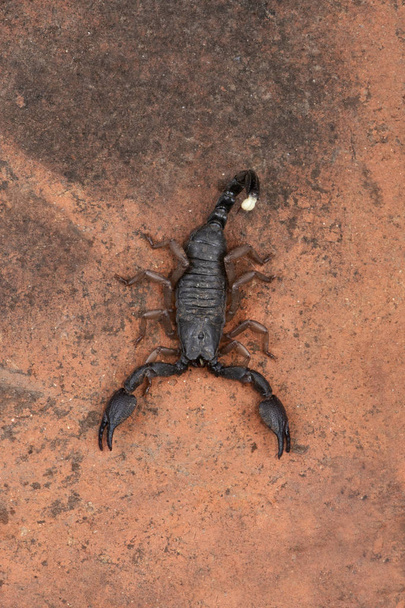 Heterometro, Heterometrus xanthopus, Escorpiones, Bapdev Ghat, Vida silvestre de Saswad, Maharashtra
 - Foto, Imagen
