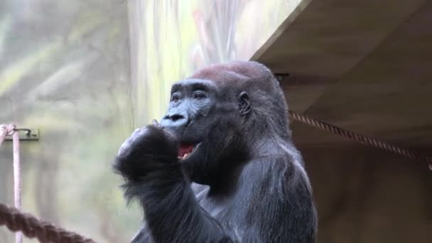 Gorilla étkezési zöldségek. Portré a domináns férfi gorilla.  - Felvétel, videó