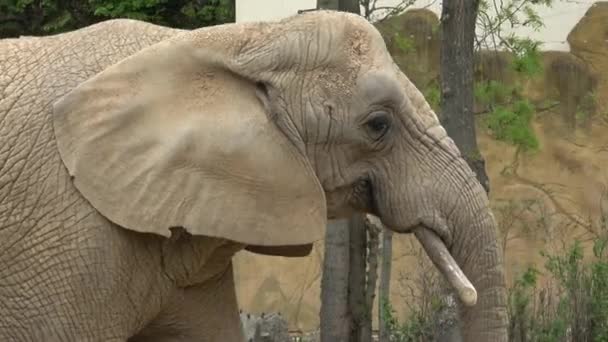 Afrikanischer Buschelefant (loxodonta africana)) - Filmmaterial, Video