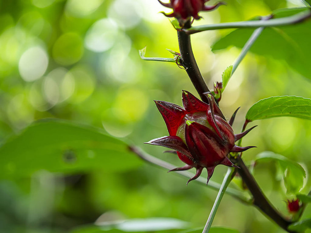 Közelről Hibiscus sabdariffa vagy Roselle Flower. - Fotó, kép