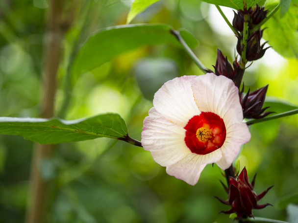 Közelről Hibiscus sabdariffa vagy Roselle Flower. - Fotó, kép