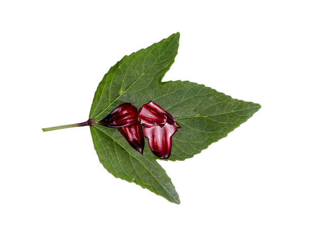 Közelkép Hibiscus sabdariffa vagy roselle gyümölcs. - Fotó, kép