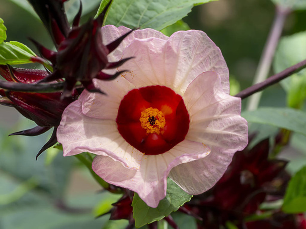 Chiudi Hibiscus sabdariffa o fiore roselle
. - Foto, immagini