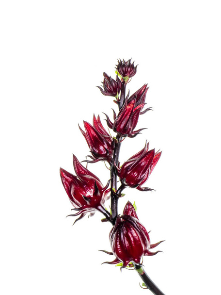 Hibiscus sabdariffa ή roselle φρούτων - Φωτογραφία, εικόνα