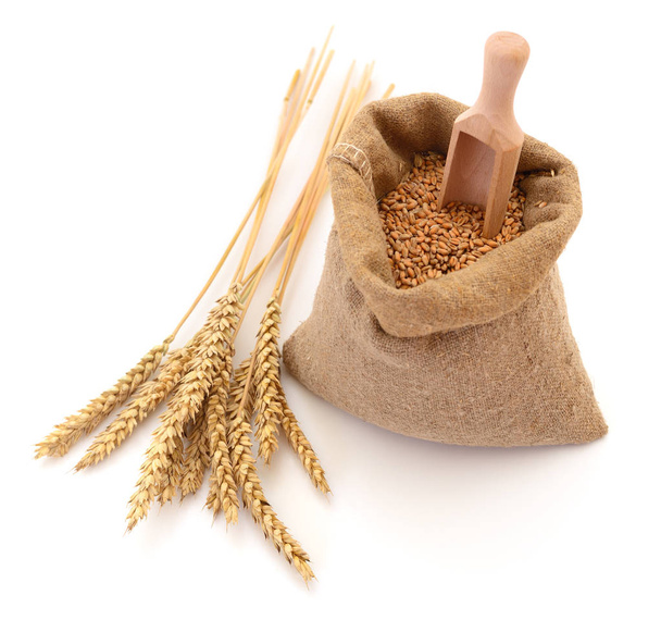 Пшеница в мешке и уши
. - Фото, изображение