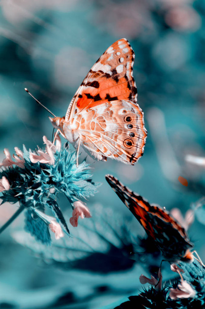 Μαγικό φόντο με ζωγραφισμένο πεταλούδα. Κλείστε τη φωτογραφία της πεταλούδας σε ένα λουλούδι κήπου. - Φωτογραφία, εικόνα