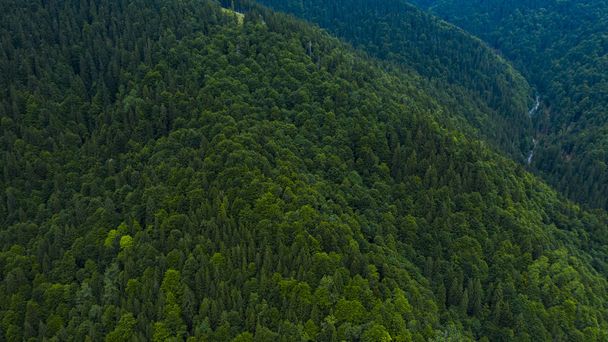 Vue aérienne des montagnes couvertes de forêts de conifères
 - Photo, image