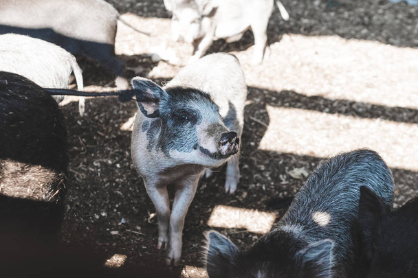 Tageslicht. Landwirtschaft. junges Schwein schaut uns in die Kamera. flache Schnitttiefe. - Foto, Bild