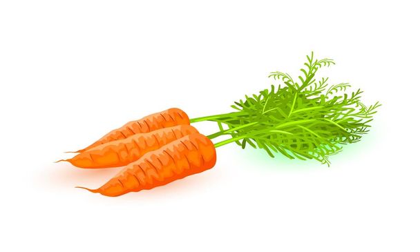Три свежих морковки с листьями. Оранжевый корнеплоды со сладким вкусом. - Вектор,изображение