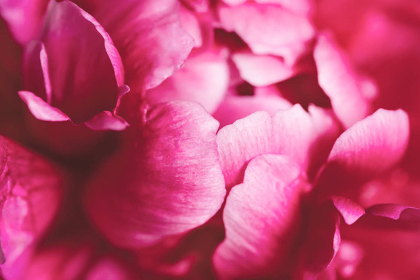 Closeup view of pink peony flower. - Photo, Image