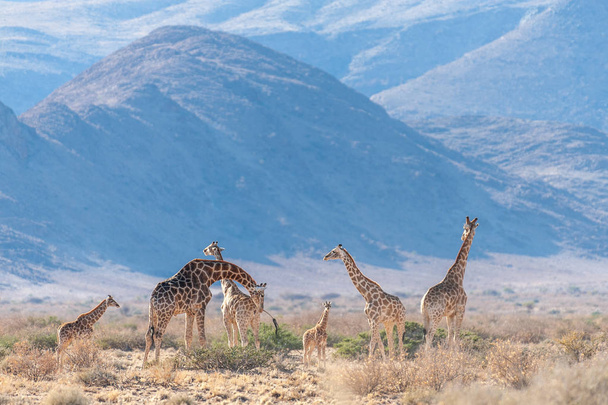 Żyrafa rodzina wypas na pustyni - Zdjęcie, obraz