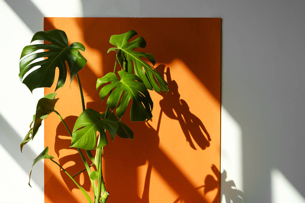 Monstera in the sun. Beautiful combination of colors: green, white, orange. Details of the modern interior. Flowers in the interior - Фото, изображение