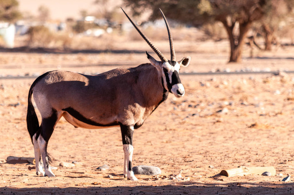 Pastva Orinx v Namibii - Fotografie, Obrázek