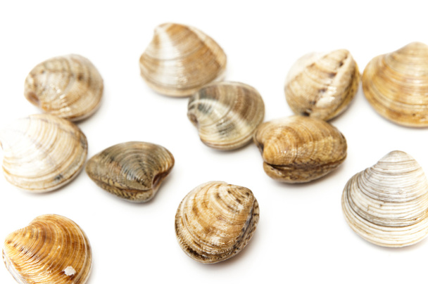 Sea clams - Photo, Image