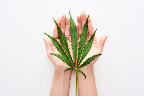 top view of hemp leaf in hands on white background - Zdjęcie, obraz